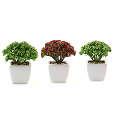 3-Pack Joy Sedum Artificial Succulents in Ceramic Pots 6" - Realistic Maintenance-Free Faux Plants for Bathroom Coffee Table Shelves & Desk